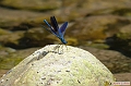 Calopteryx occitan mâle sur le Tech